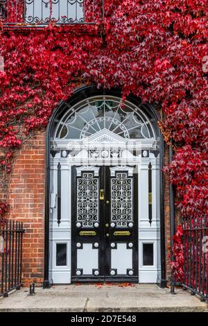 Red Boston Ivy oder Virginia Creeper wächst auf Backsteinmauer des georgischen Hauses (Parthenocissus tricuspidata). Kunstvolle schwarz-weiße Tür Stockfoto