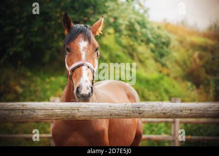 Portrait eines schönen Bay Horse mit einem Halfter an der Schnauze, das an einem Sommertag auf einer Farm in einem Paddock mit einem Holzzaun steht. Landwirtschaft i Stockfoto