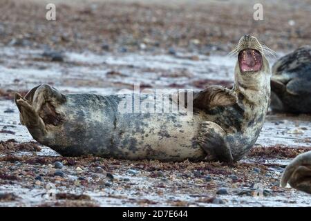 Kegelrobbe (Halichoerus grypus) Stockfoto