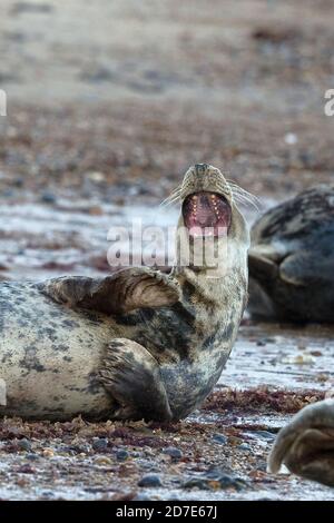 Kegelrobbe (Halichoerus grypus) Stockfoto