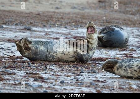 Kegelrobbe (Halichoerus grypus) Stockfoto