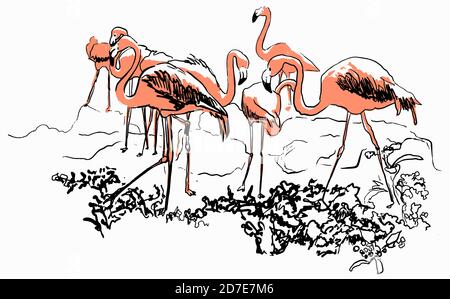 Flamingos Skizze Gravur Stil. Vektorgrafik Grafiken auf weißem Hintergrund Stock Vektor