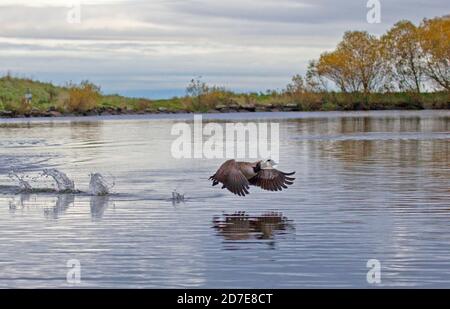 Holyrood Park, Edinburgh, Schottland, Großbritannien. 22. Oktober 2020. Wolkig mit einer Temperatur von 12 Grad, im Bild: Canada Goose beim Flug über die Loch-Oberfläche. Stockfoto