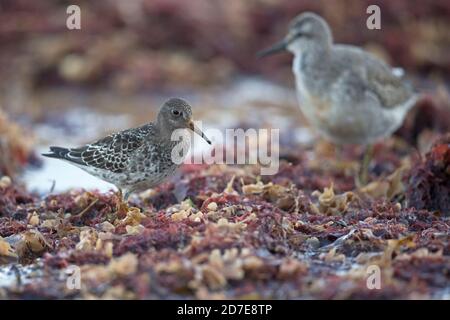 Knoten (Calidris Canutus) Stockfoto