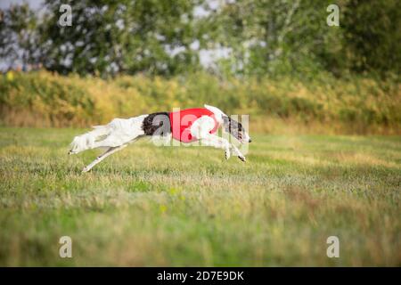 Sportlicher Hund, der während des Lure Coursing im Wettkampf auftrat. Haustiersport, Bewegung, Action, Vorführung, Leistungskonzept. PET's Liebe. Ausbildung junger Tiere vor der Durchführung. Sieht stark, zielgerichtet aus. Stockfoto