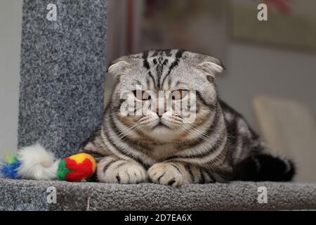 Nahaufnahme einer abgestreiften, mürrischen Katze, die darauf liegt Eine weiche Fensterbank und starrte auf die Kamera Stockfoto