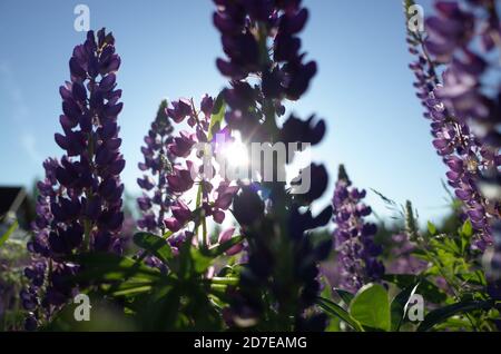 Tiefe Nahaufnahme von lila Lupinen, auf dem Feld, hellen sonnigen Tag, Sonnenstrahlen, Bokeh, blauer Himmel, Russland Stockfoto