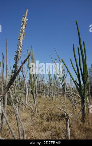 Stachelig, dornig, stachelig Diese erstaunlichen Pflanzen scheinen feindlich, aber es ist eine Freude, durch den "steinernen Wald" von Madagaskar zu wandern. Stockfoto