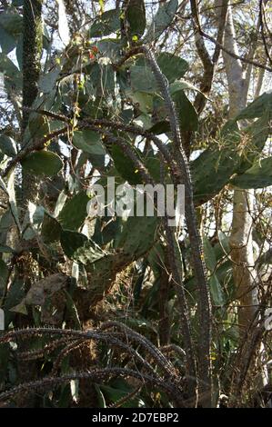 Stachelig, dornig, stachelig Diese erstaunlichen Pflanzen scheinen feindlich, aber es ist eine Freude, durch den "steinernen Wald" von Madagaskar zu wandern. Stockfoto