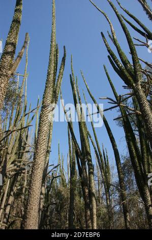 Stachelig, dornig, stachelig Diese erstaunlichen Pflanzen scheinen feindlich, aber es ist eine Freude, durch den "steinernen Wald" von Madagaskar zu wandern. Stockfoto