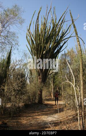 Stachelig, dornig, stachelig Diese erstaunlichen Pflanzen scheinen feindlich, aber es ist eine Freude, durch den "steinernen Wald" von Madagaskar zu wandern. Stockfoto