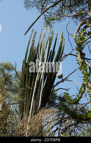 Stachelig, dornig, stachelig Diese erstaunlichen Pflanzen scheinen feindlich, aber es ist eine Freude, durch den "steinernen Wald" von Madagaskar zu wandern. Stockfoto