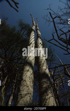 Stachelig, dornig, stachelig Diese erstaunlichen Pflanzen scheinen feindlich, aber es ist eine Freude, durch den "steinernen Wald" von Madagaskar zu wandern. Stockfoto