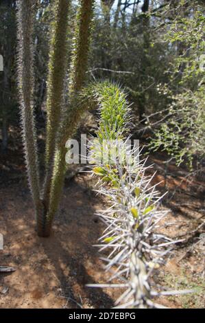 Stachelig, dornig, stachelig Diese erstaunlichen Pflanzen scheinen feindlich, aber es ist eine Freude, durch den "steinernen Wald" von Madagaskar zu wandern. Stockfoto