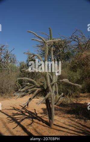 Stachelig, dornig, stachelig Diese erstaunlichen Pflanzen scheinen feindlich, aber es ist eine Freude, durch den "steinernen Wald" von Madagaskar zu wandern. Stockfoto