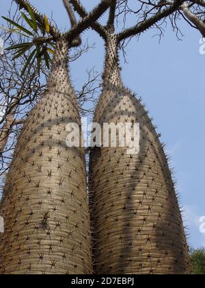 Stachelig, dornig, stachelig Diese erstaunlichen Pflanzen scheinen feindlich, aber es ist eine Freude, durch den "steinernen Wald" von Madagaskar zu wandern. Stockfoto