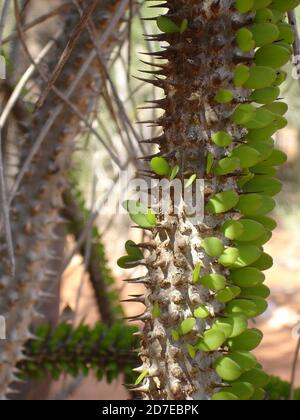 Stachelig, dornig, stachelig Diese erstaunlichen Pflanzen scheinen feindlich, aber es ist eine Freude, durch den "steinernen Wald" von Madagaskar zu wandern. Stockfoto