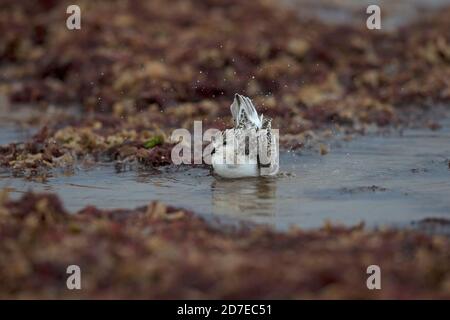 Sanderling (Calidris alba) Algen Norfolk Oktober 2020 waschen Stockfoto
