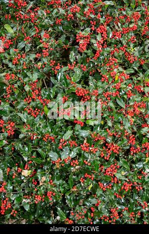 Holly Baum in Suffolk, England Stockfoto