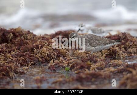 Red Knot (Calidris canutus) Fütterung von Algen Norfolk Oktober 2020 Stockfoto