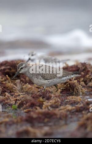 Roter Knoten (Calidris canutus) Fütterung von Algen Norfolk Oktober 2020 mit Sanderling (Calidris alba) Stockfoto