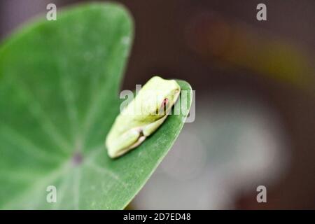 Grüner Frosch auf dem Blatt, im Arenal Vulkan Gebiet in costa rica zentralamerika Stockfoto
