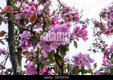 Nahaufnahme der reichlichen magentafarbenen Apfelblüte an den Zweigen von Malus domestica 'Maypole'. Säulenförmiger Apfelbaum (Ballerina-Serie) im Frühling. Stockfoto