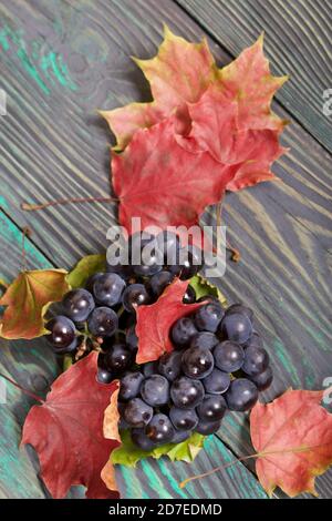 Trauben von dunkelblauen Trauben. In der Nähe sind Herbst Ahornblätter. Vor dem Hintergrund von Kiefernbrettern ist es schwarz und grün. Stockfoto