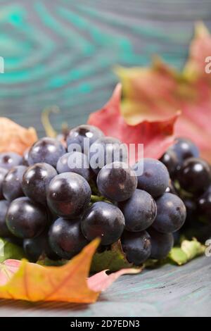 Trauben von dunkelblauen Trauben. In der Nähe sind Herbst Ahornblätter. Vor dem Hintergrund von Kiefernbrettern ist es schwarz und grün. Nahaufnahme. Stockfoto