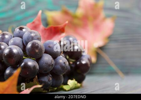 Trauben von dunkelblauen Trauben. In der Nähe sind Herbst Ahornblätter. Vor dem Hintergrund von Kiefernbrettern ist es schwarz und grün. Nahaufnahme. Stockfoto