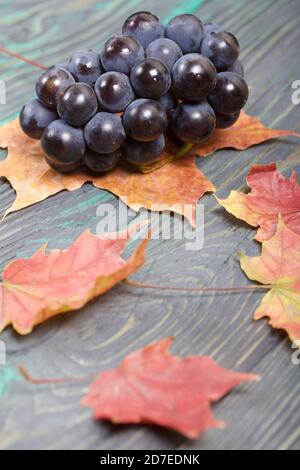 Trauben von dunkelblauen Trauben. In der Nähe sind Herbst Ahornblätter. Vor dem Hintergrund von Kiefernbrettern ist es schwarz und grün. Stockfoto