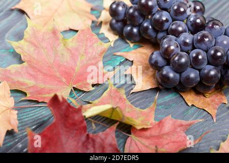 Trauben von dunkelblauen Trauben. In der Nähe sind Herbst Ahornblätter. Vor dem Hintergrund von Kiefernbrettern ist es schwarz und grün. Stockfoto