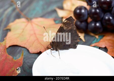 Butterfly Peacock's Eye frisst Zuckersirup auf einem Baumwollball. In der Nähe sind Trauben von dunkelblauen Trauben und Herbst Ahornblätter. Vor dem Hintergrund von p Stockfoto