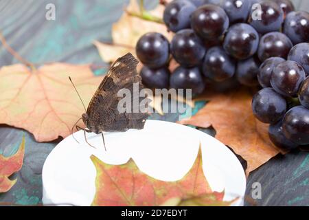 Butterfly Peacock's Eye frisst Zuckersirup auf einem Baumwollball. In der Nähe sind Trauben von dunkelblauen Trauben und Herbst Ahornblätter. Vor dem Hintergrund von p Stockfoto