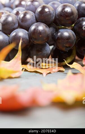 Trauben von dunkelblauen Trauben. In der Nähe sind Herbst Ahornblätter. Vor dem Hintergrund von Kiefernbrettern ist es schwarz und grün. Nahaufnahme. Stockfoto