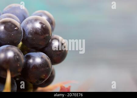 Trauben von dunkelblauen Trauben. In der Nähe sind Herbst Ahornblätter. Vor dem Hintergrund von Kiefernbrettern ist es schwarz und grün. Nahaufnahme. Stockfoto