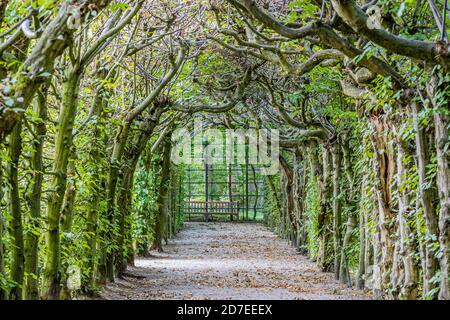 Pfad mit trockenen Blättern zwischen Bäumen Hecken bilden einen Tunnel mit seinen Zweigen mit grünen Blättern mit einer Holzbank im Hintergrund, sonnigen Sommertag Stockfoto