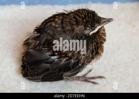 Eine verletzte junge Amsel Küken auf einer Decke Stockfoto