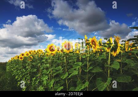 Feld von blühenden Sonnenblumen auf einem Hintergrund des wolkigen blauen Himmels. Stockfoto