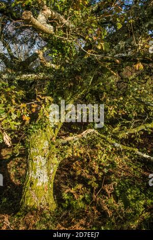 Alte Eiche auf dem Land im Herbst mit seinen Blättern beginnt sich zu drehen und fallen. Stockfoto