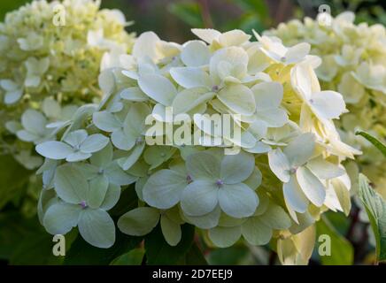 Nahaufnahme von cremig grünen weißen Blütenblättern der Hortensia paniculata 'Limelight'. Blumenköpfe verschwommen im Hintergrund. Stockfoto