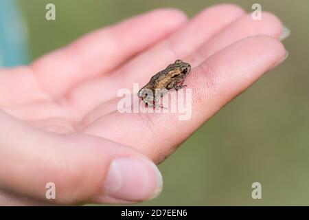 Eine Person, die eine kleine Jugendliche Kröte in ihrem hält Hände Stockfoto