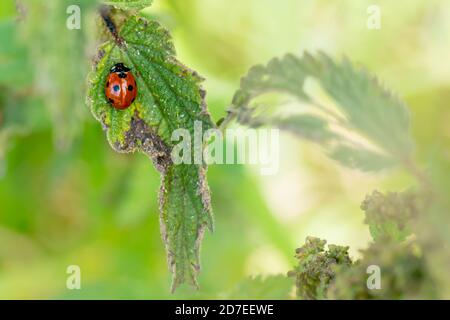 Ein Marienkäfer mit sieben Flecken auf einem grün gefressenen Blatt mit Weiß Platz Stockfoto