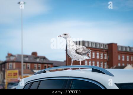 Eine Schädlingsjuvenile Möwe auf einem Autodach Stockfoto