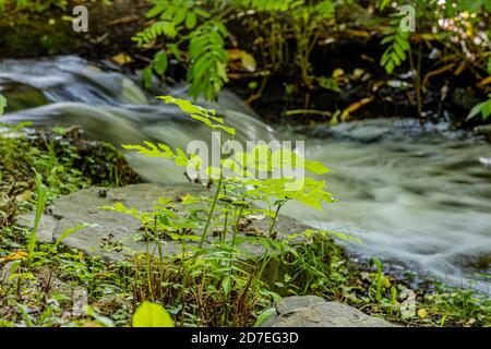 Bach mit Wasser fließt zwischen den Felsen bilden einen kleinen Wasserfall von üppiger grüner Vegetation umgeben, sonnigen Tag in der Natur. Langzeitbelichtung Photogra Stockfoto