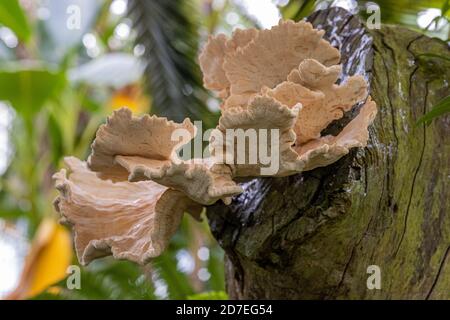 Riesiger wilder Pilz von beiger Farbe, zerzauste und raue Textur, wächst auf einem alten Baumstamm mit Vegetation in einem verschwommenen Hintergrund Stockfoto