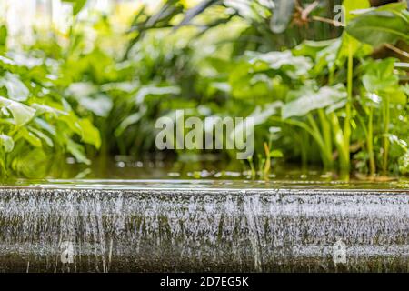 Sauberes und kristallines Wasser, das durch einen Kanal fließt, der sich bildet Ein künstlicher Wasserfall in einem Brunnen umgeben von üppigem Grün Vegetation mit einem Unschärfen Stockfoto