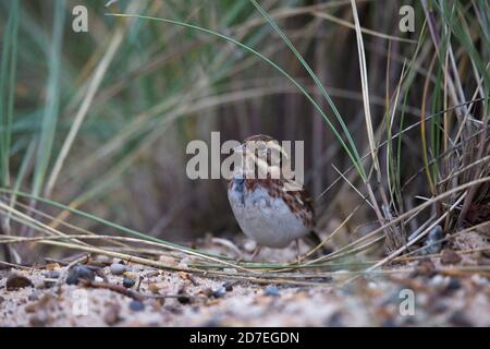 Rustikale Bunte (Emberiza rustica) Stockfoto