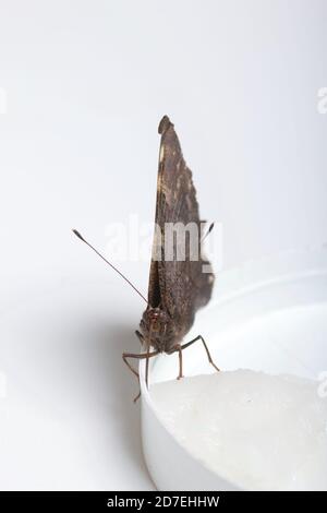 Der Peacock Butterfly frisst Zuckersirup auf einem Baumwollball. Auf weißem Hintergrund. Nahaufnahme. Stockfoto