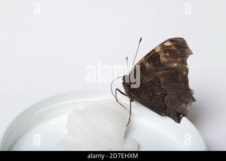 Der Peacock Butterfly frisst Zuckersirup auf einem Baumwollball. Auf weißem Hintergrund. Nahaufnahme. Stockfoto